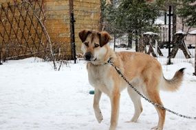 big guard dog on a chain