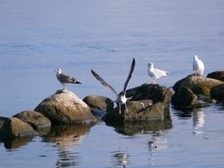 gorgeous beauty Seagull Bird