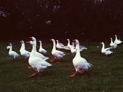 DucksFlock