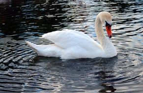 white swan on a quiet lake in the park