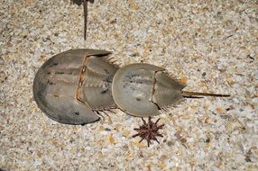 Horseshoe Crab close up