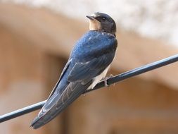 charmingly cute Swallow Bird