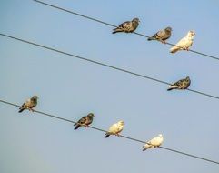 Birds on Wire