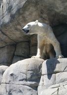 Polar Bear on Rock in Zoo, germany, Hamburg