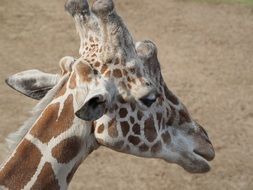 giraffe head portrait