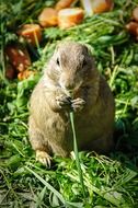 prairie dog eating grass
