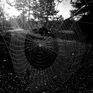 beautiful Spider Web