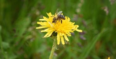 insect sits on a dandelion on a background of green grass