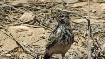 Lark in wildlife