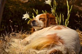 Picture of the resting dog