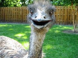 smiling Emu in Zoo