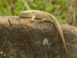 sand lizard on the stone