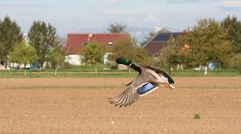 a duck flies up