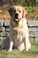 Labrador on the grass posing