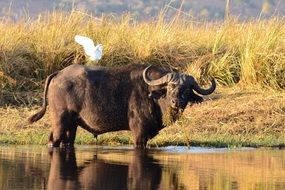 Water buffalo in Botswana