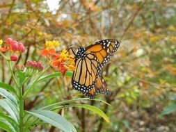 charmingly cute Monarch Butterfly