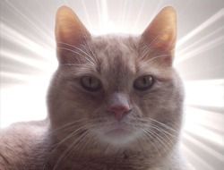 portrait of a cat in bright highlights