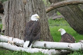 charming Eagles