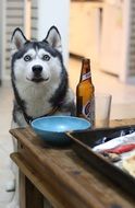 Husky at table in Home