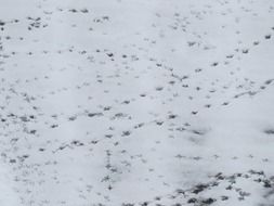 bird footprints on the white snow