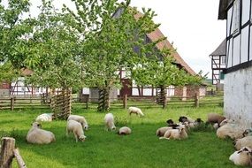 Sheep herd on farm at summer, germany, Bentheim