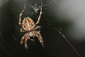 big brown spider on the web