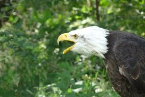 Wild Bald Eagle close-up on blurred background