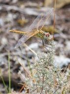 charming Dragonfly