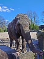 big nice Elephant