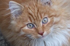 charming Mieze cat