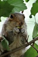 squirrel on a green tree in the park