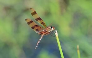 halloween pennant dragonfly in wildlife