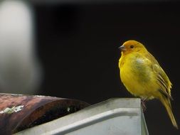 Yellow Finch Tropical