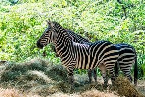 couple of zebras