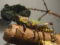 closeup of a migratory locust on blurred background