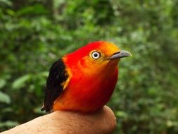 red Pepper Uirapuru Brazil