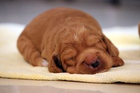 Beautiful colorful puppy lying on a towel