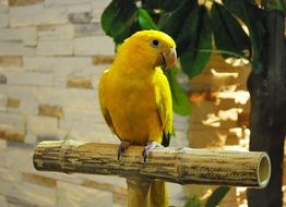 sitting yellow parrot