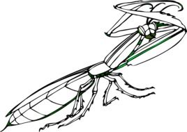 Praying Mantis, drawing