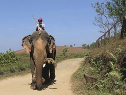 man riding an elephant riding the road