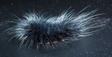 prickly caterpillar on a black background