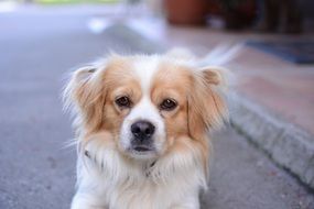 Portrait of Pekingese dog