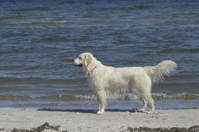 Golden retriever on the sand near the sea