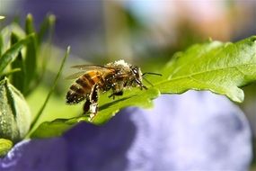 bee in pollen on a green leaf