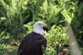 bald eagle in a natural environment