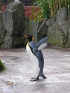wild penguin from the zoo