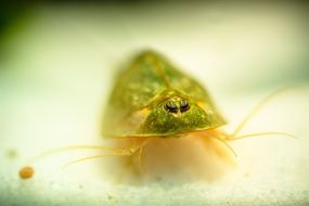 green Triops Primeval Cancer