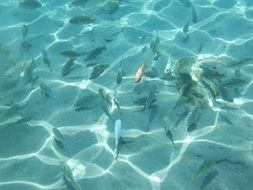 fish in clear water