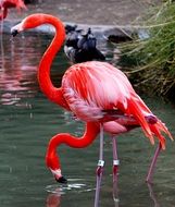 Bird Flamingo