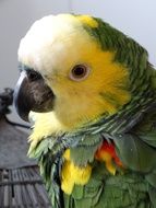 Portrait of Parrot Bird